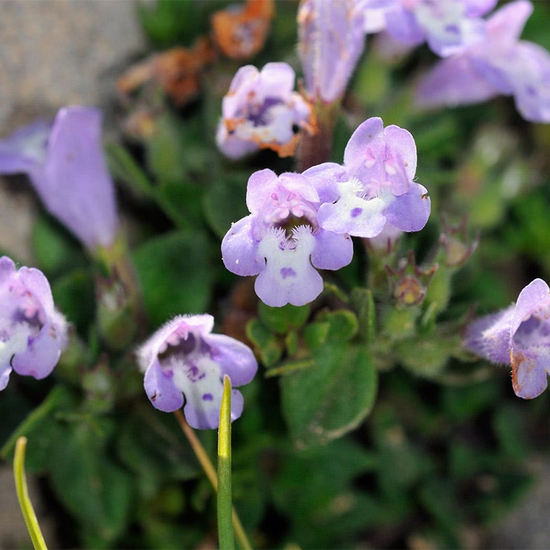 lavender thyme plant Alpine Rock Thyme, Acinos alpinus