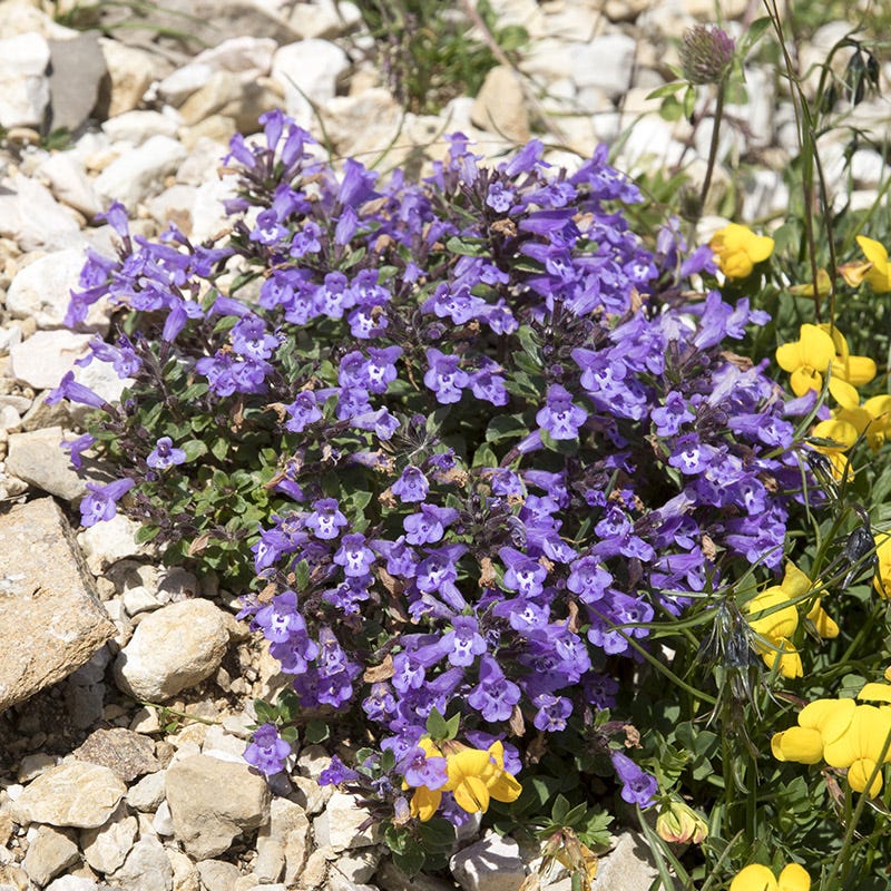 Alpine Rock Thyme (Acinos)