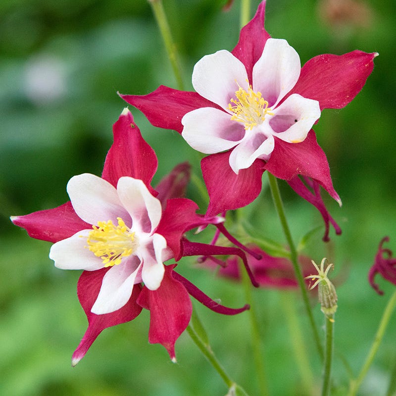 High Country Gardens Aquilegia caerulea - Thumbnail 3