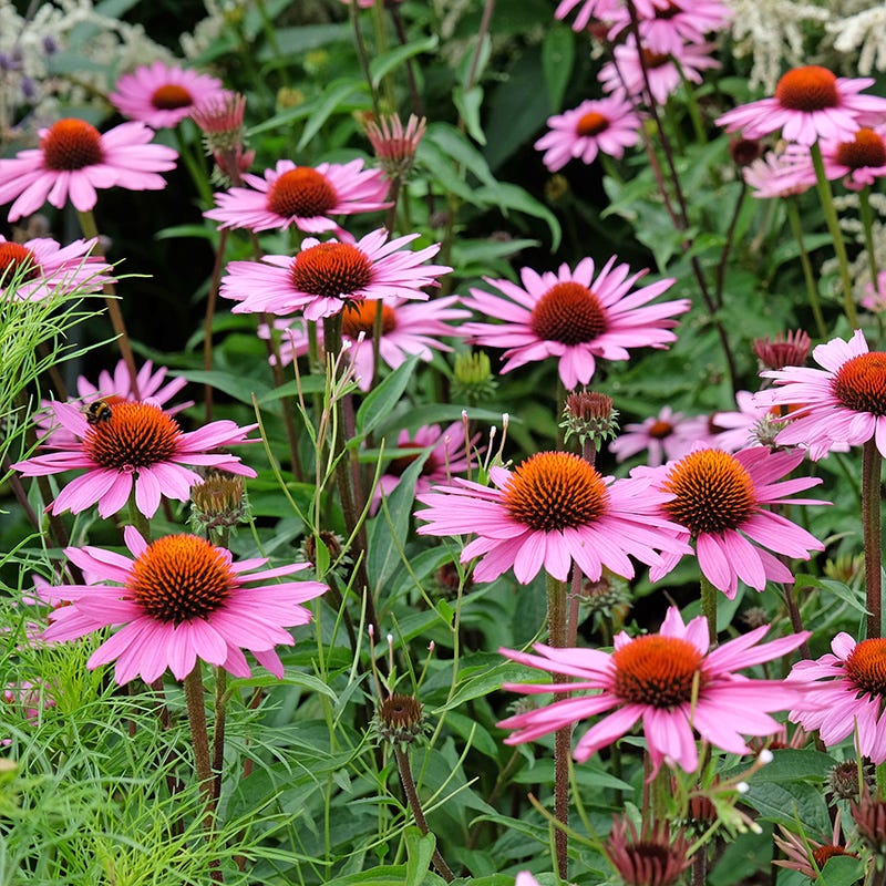 Echinacea purpurea Rubinstern, Ruby Star Purple Coneflower | High