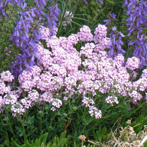 High Country Gardens Fragrant Persian Stonecress - Thumbnail 4