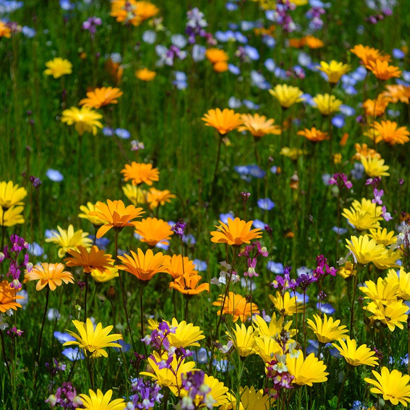 daisy seeds planting African Daisy Seeds, Dimorphotheca sinuata
