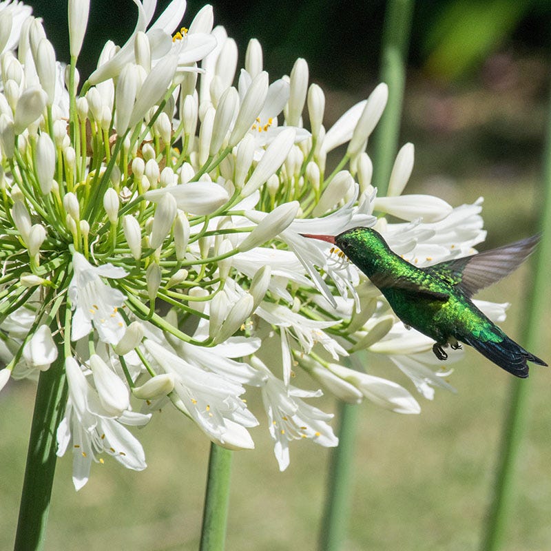 white lily of the nile flower Agapanthus sp. Cold hardy White, Cold Hardy White African Lily