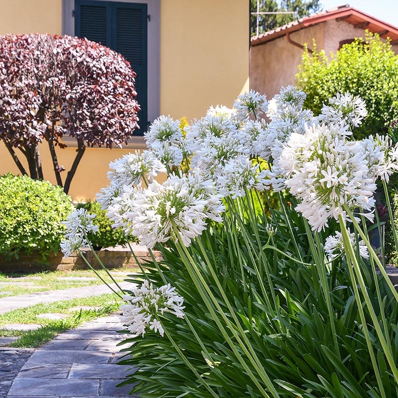 large white lily plant Agapanthus sp. Cold hardy White, Cold Hardy White African Lily