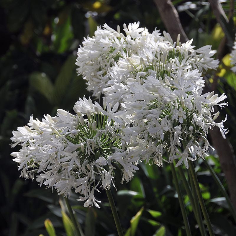 white lily of the nile Agapanthus sp. Cold hardy White, Cold Hardy White African Lily
