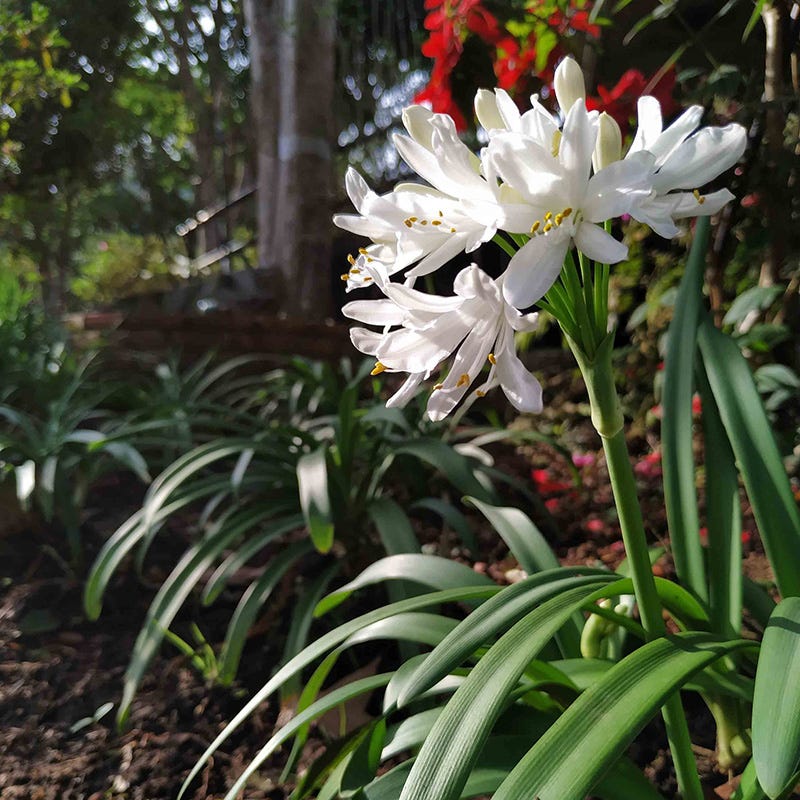 White Lily Of The Nile (Agapanthus)
