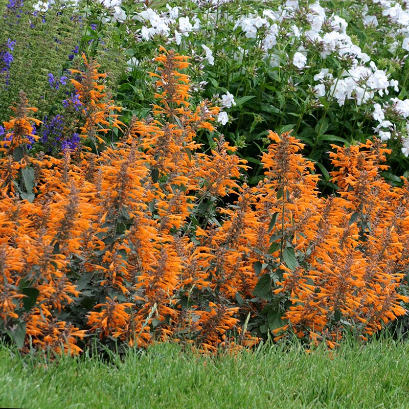 Apricot Sprite Agastache