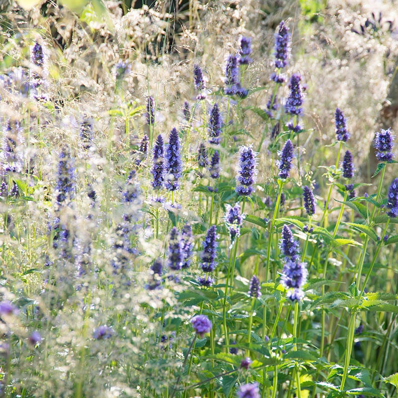 Black Adder Agastache