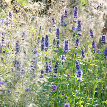 Black Adder Agastache