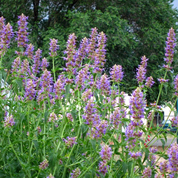 Blue Blazes Agastache
