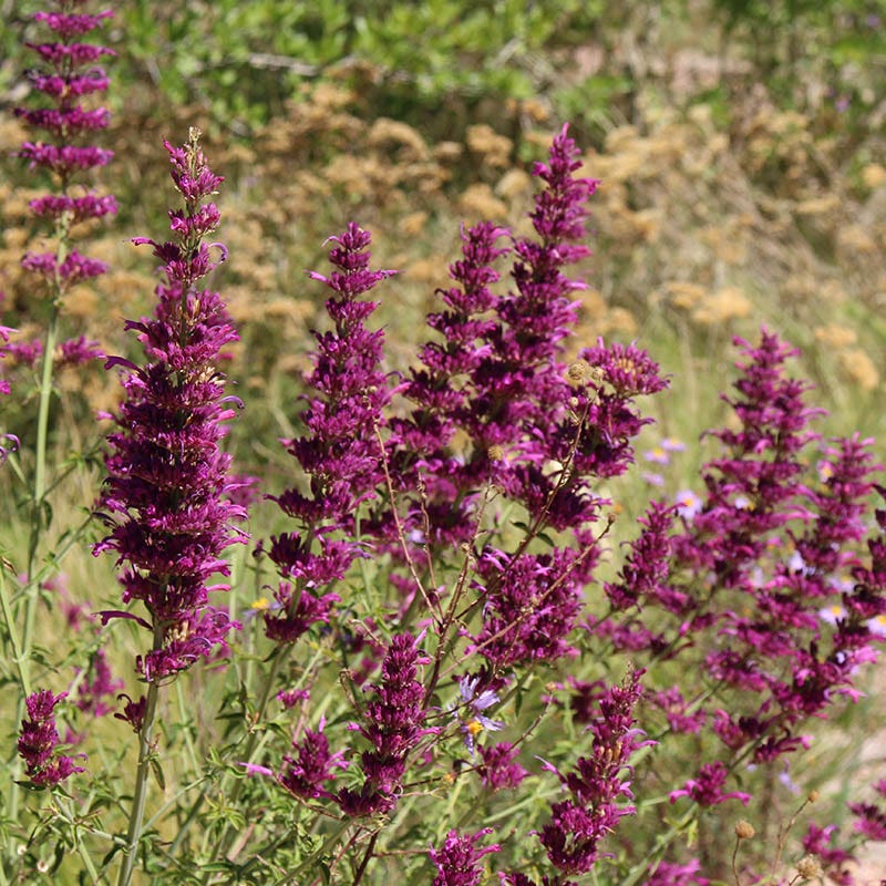 hummingbird succulent plant Texas Hummingbird Mint, Agastache cana