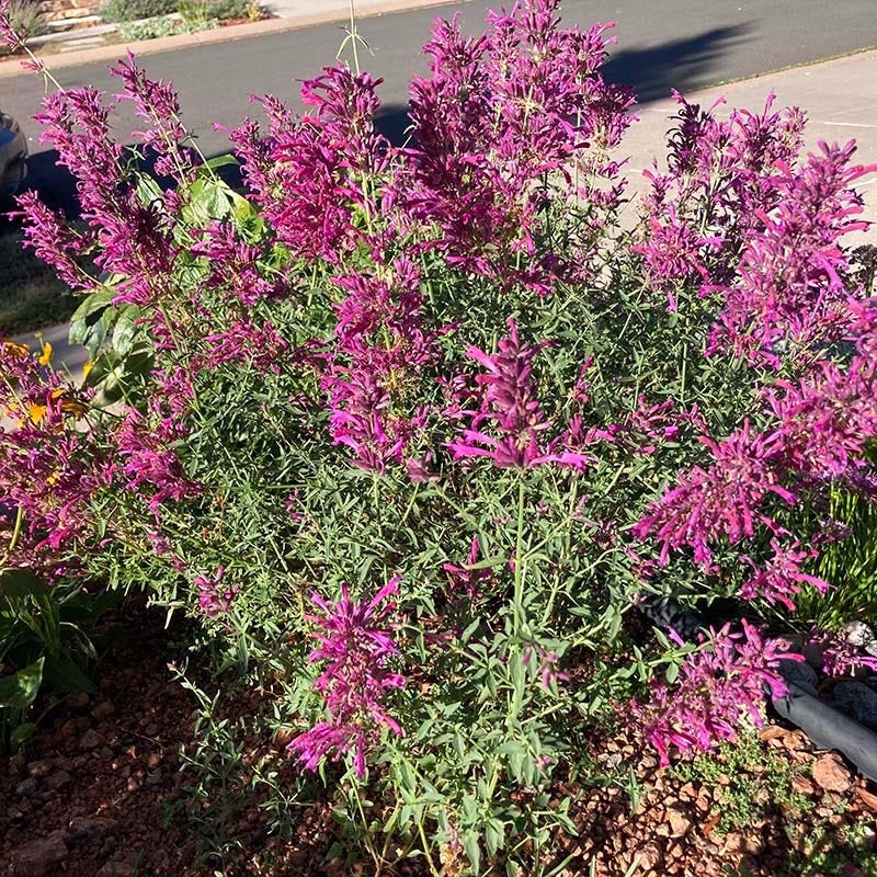 Agastache cana 'Rosita' - Thumbnail 4