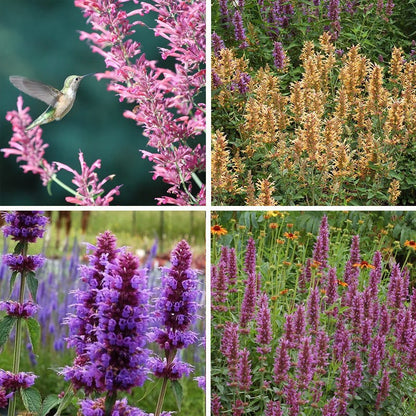 Agastache Collection