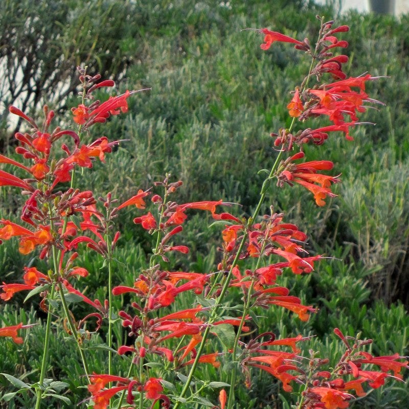 Coronado Red Agastache - Thumbnail 3