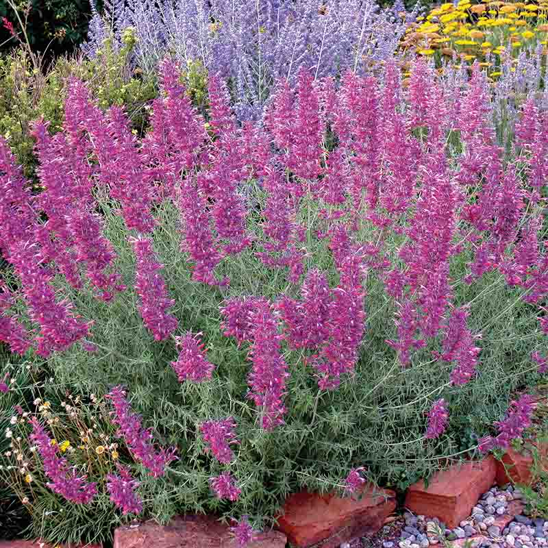 Desert Solstice Hummingbird Mint, Agastache Desert Solstice | High ...