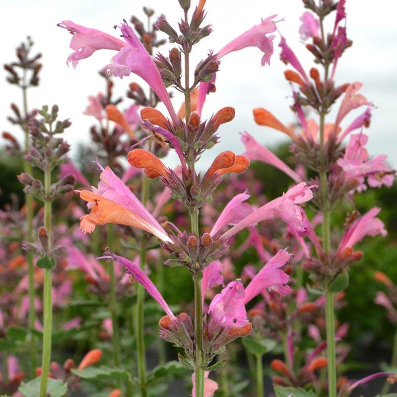 Kudos Ambrosia Agastache