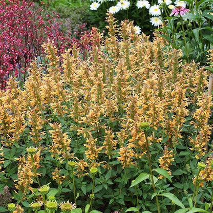 Kudos™ Gold Agastache