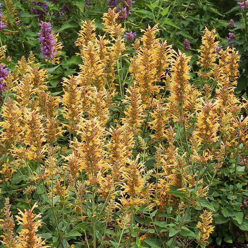 Kudos Gold Agastache