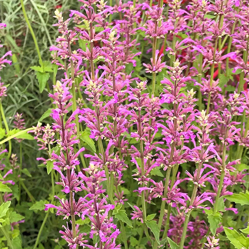 Native Southwest Songbird Pre-Planned Garden