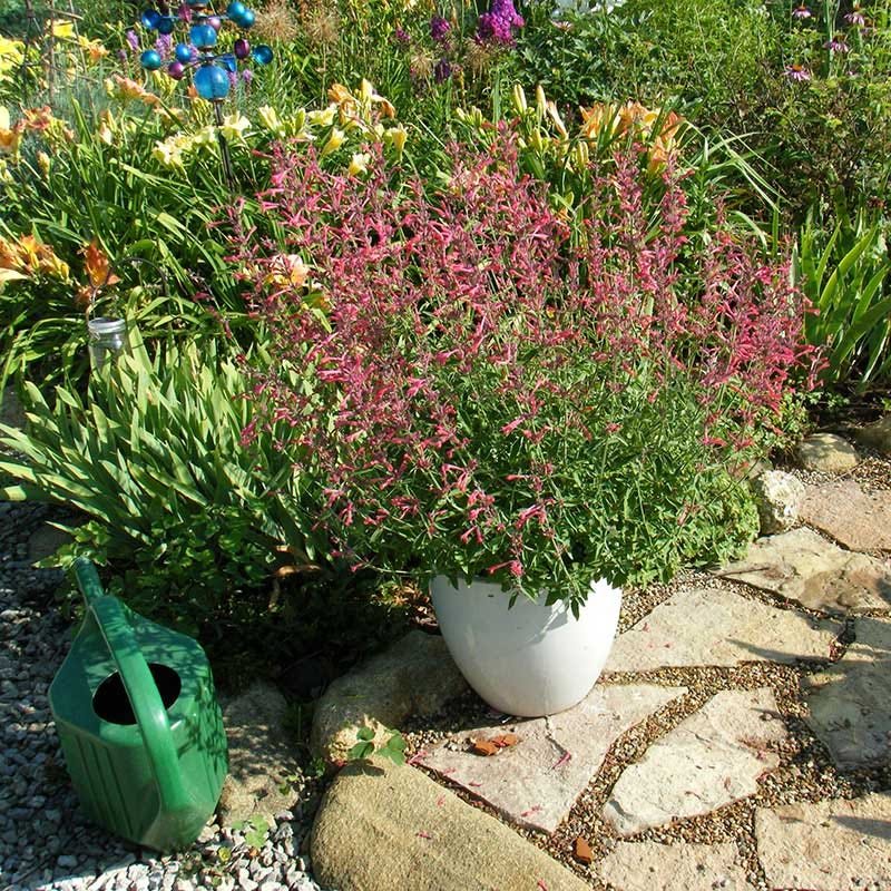 Red Happiness Hummingbird Mint, Agastache Red Happiness