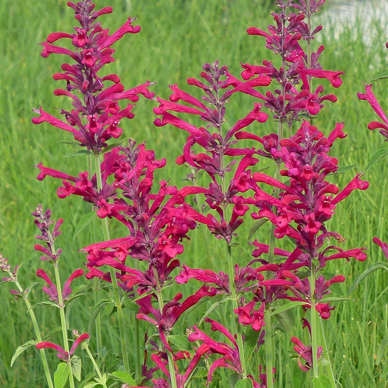 Best In Show Agastache Collection