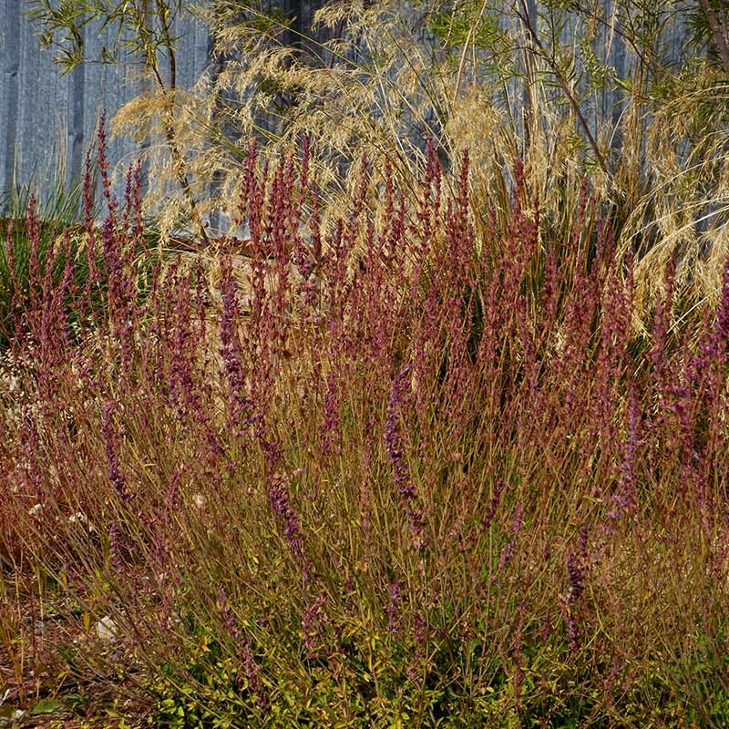 Red Happiness Agastache