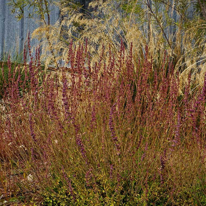 Red Happiness Agastache