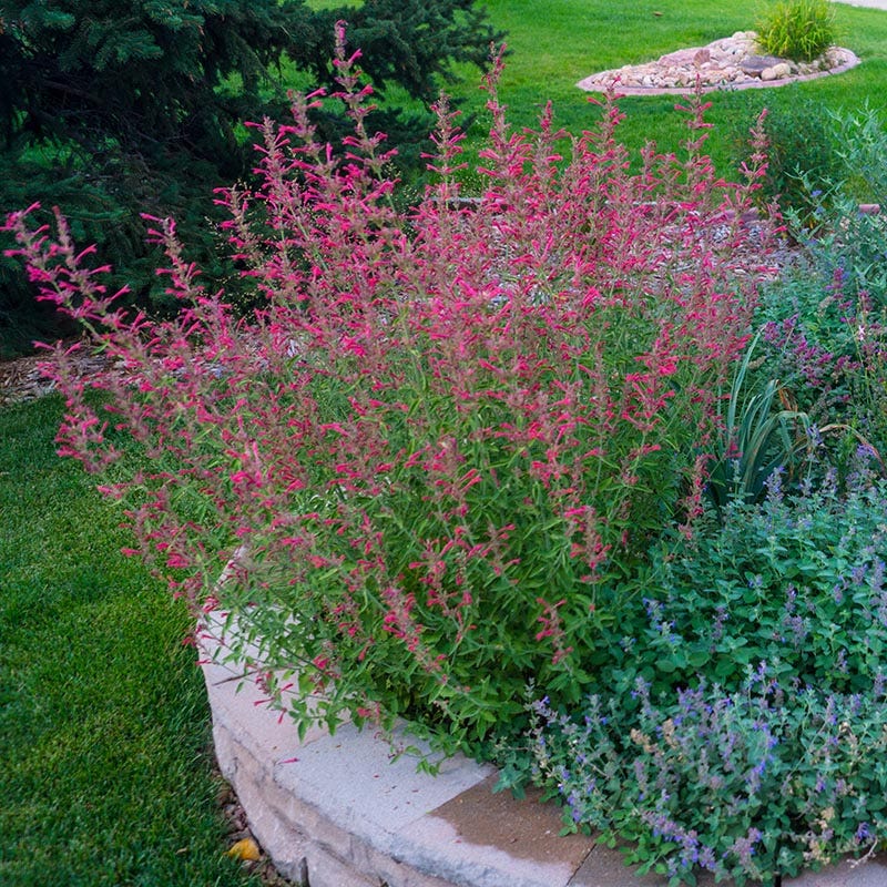 Red Happiness Hummingbird Mint, Agastache Red Happiness