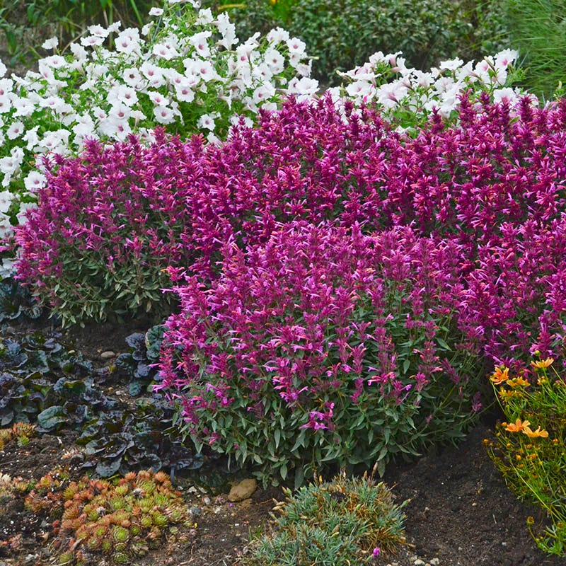 Rosie Posie Agastache | High Country Gardens