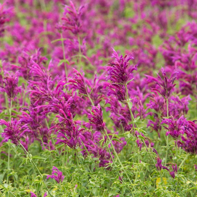 Rosita Agastache