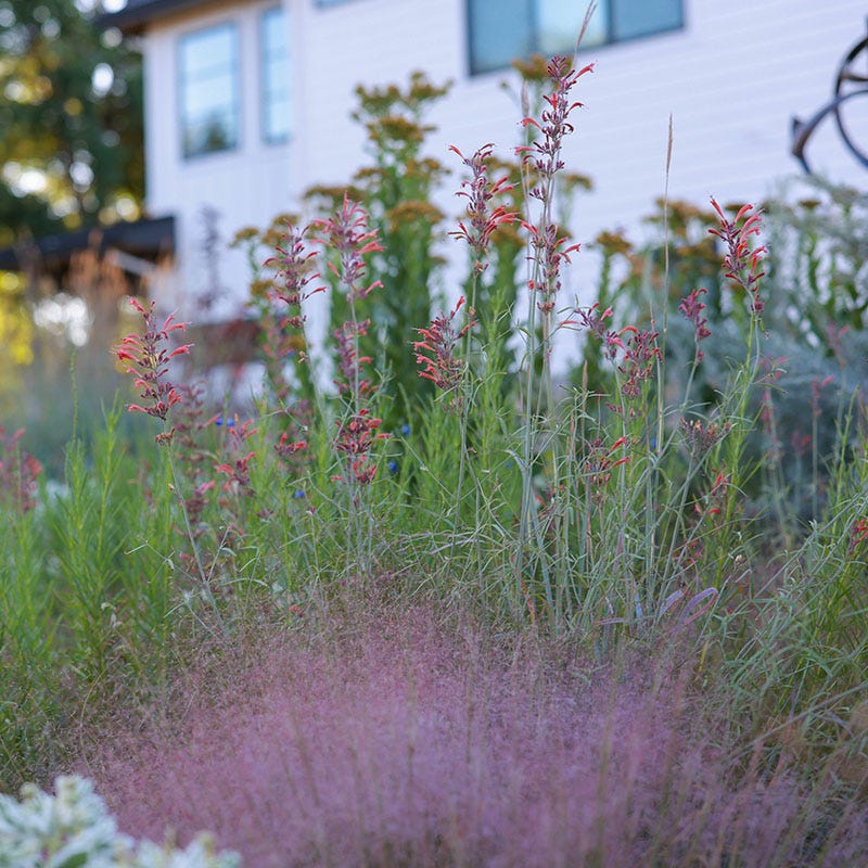waterwise indoor plants Plant Select® Waterwise Perennial Collection