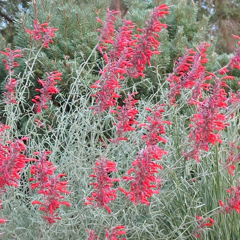 Glowing Embers® Agastache