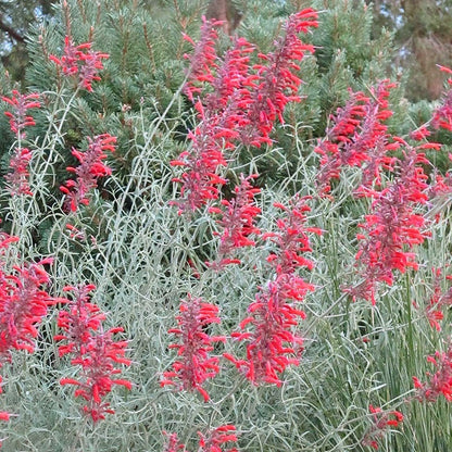 Glowing Embers® Agastache
