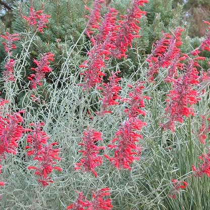 Best In Show Agastache Collection