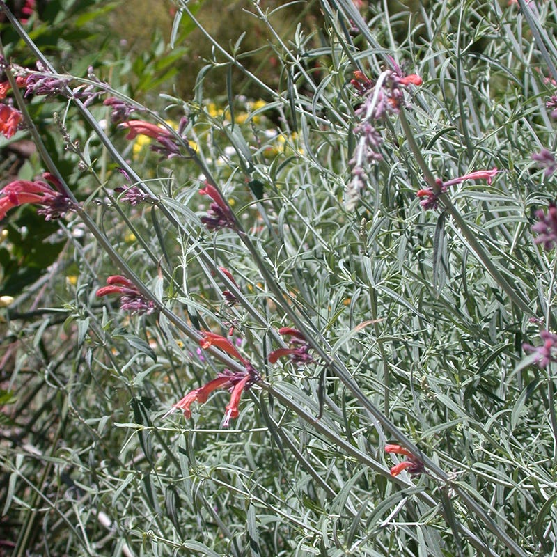 FlowerKisser® Silver Inferno Agastache