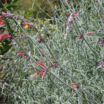 FlowerKisser® Silver Inferno Agastache