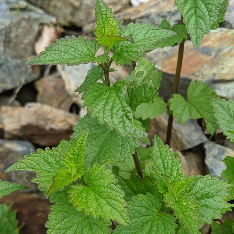 FlowerKisser® Arizona Snow Agastache