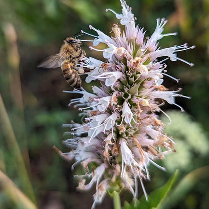 FlowerKisser® Arizona Snow Agastache