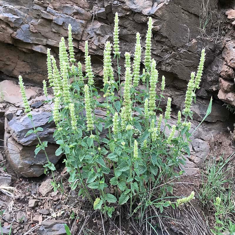 FlowerKisser® Arizona Snow Agastache