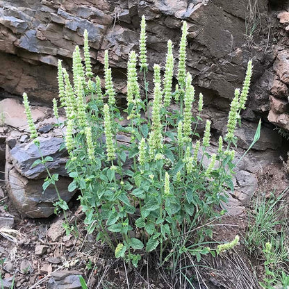 FlowerKisser® Arizona Snow Agastache