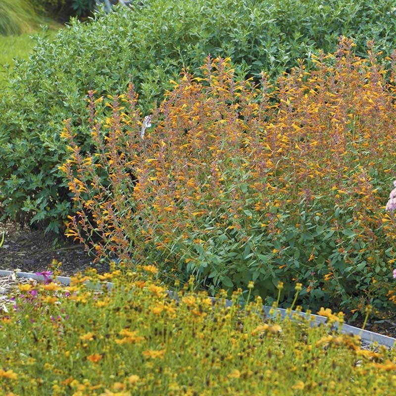 Apricot Sprite Agastache