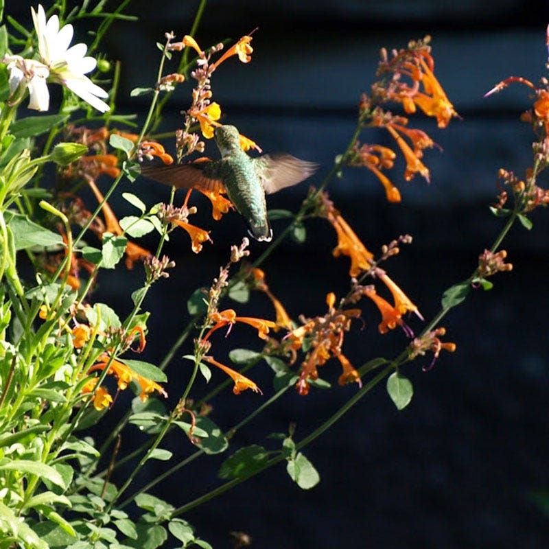 Apricot Sprite Agastache