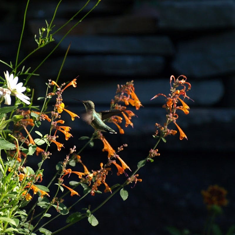 Apricot Sprite Agastache