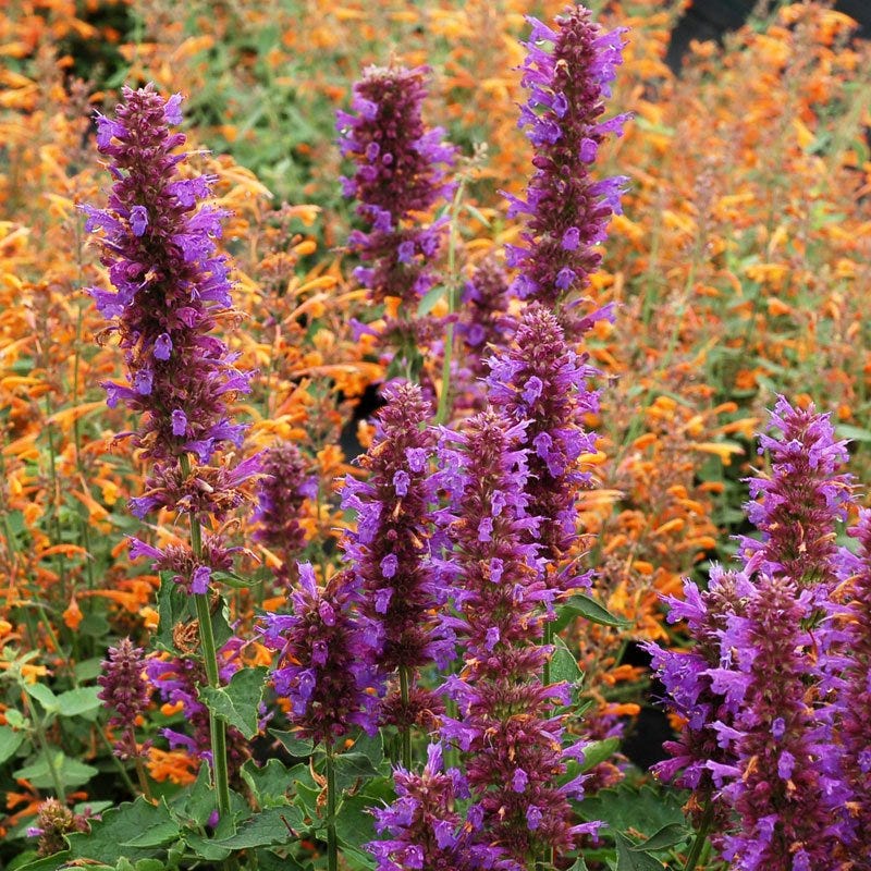 blue rabbit succulent Blue Boa Agastache Plants