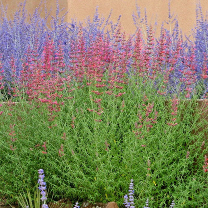 Desert Sunrise® Agastache