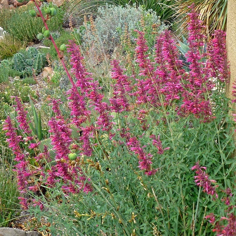 Fall Fiesta Agastache - Thumbnail 4
