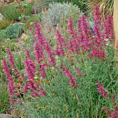Fall Fiesta Agastache