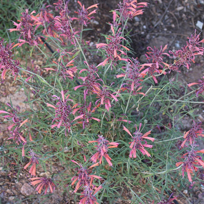FlowerKisser® Silver Inferno Agastache