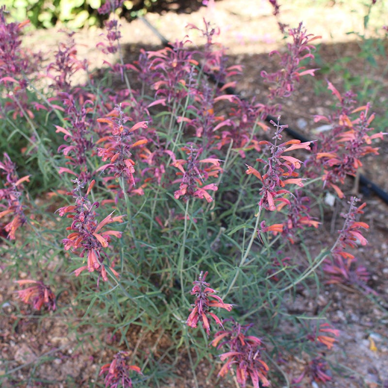 FlowerKisser® Silver Inferno Agastache