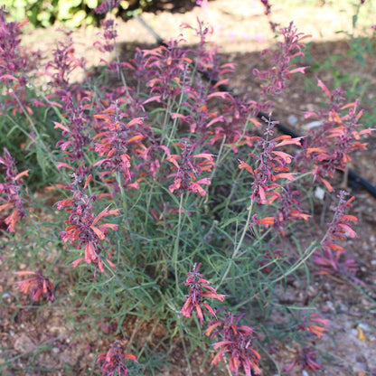 FlowerKisser® Silver Inferno Agastache